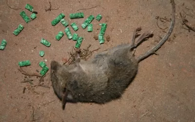 Уничтожение мышей на складе в Москве