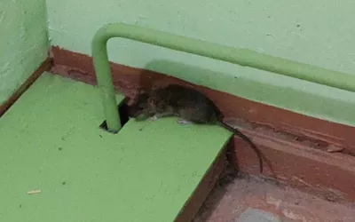 Уничтожение мышей в подъезде жилого дома дома в Лобне