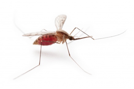 Уничтожение комаров   в Лобне 